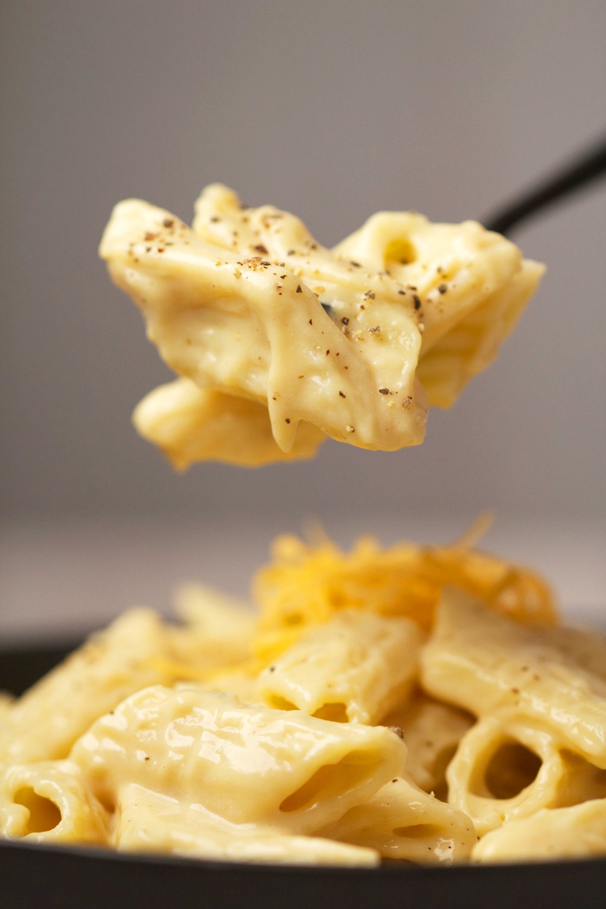 A forkful of pasta with cheese sauce. 